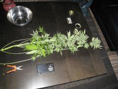 Avant la manucure (CBD SkunkHaze)