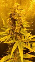 Bud de CBD Skunk Haze 1 F+57