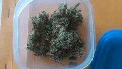 CBD SkunK HaZe / Dub / NL