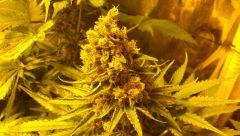 Bud de CBD Skunk Haze 2 F+57