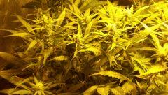 SOG F+21, bout's de NL