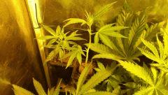 2 bout's de northern lightZ !