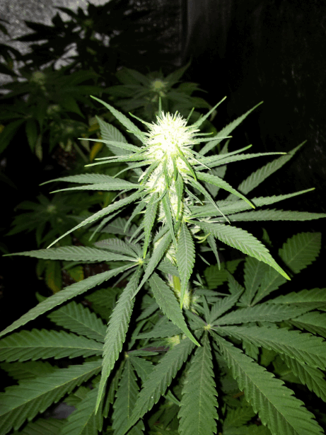 Critical