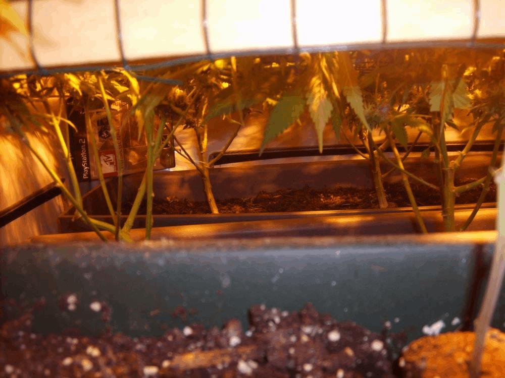 Scrog