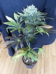 Chem glue (House of funk)