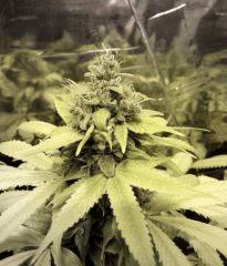 015 Hashplant X Tropimango 001