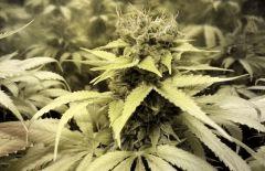 016 Hashplant X Tropimango 001