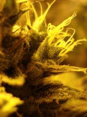Super Skunk (macro 02)