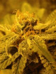 Super Skunk (macro 04)