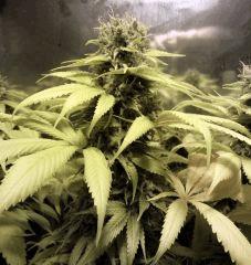 017 Hashplant X Tropimango 001