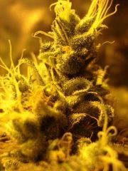 Super Skunk (macro 03