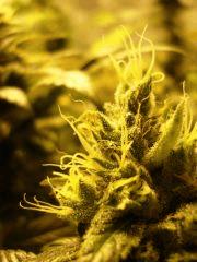 Super Skunk (macro 01)