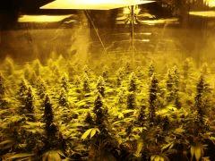 400w miflo
