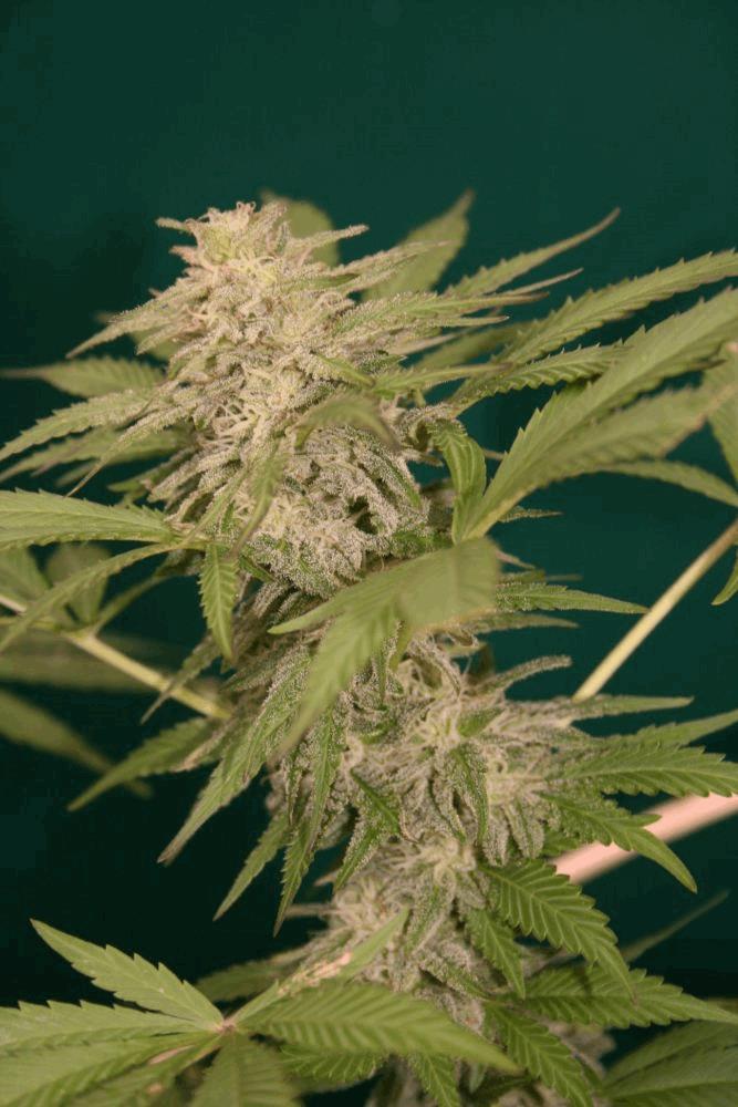BlackRussian