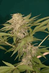 brflo2012 [50%]   Copie