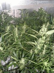 Box Flo 56