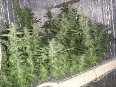buds Flo 64