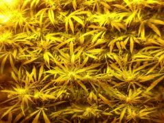 DSC 0543