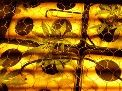 cro+ 10  1024 scrog