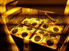 1024 scrog in box