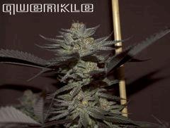 Querkle TGA