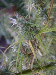 bud