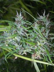 bud bud
