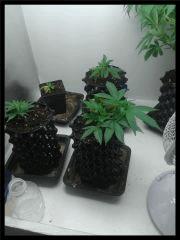 cro3