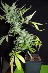 Bubble gum one bud