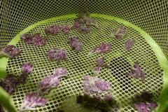 P C K  Purple   F+70