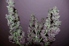 P C K  Purple   F+70