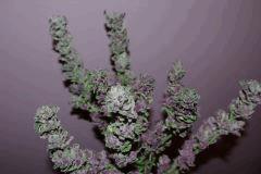 P C K  Purple   F+70