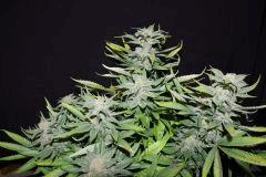 Bubble gum