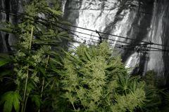 Sour D / Cristal Boom / Spgf