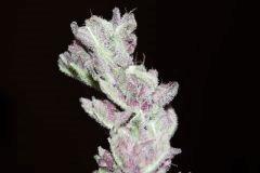 P C K  Purple   F+70