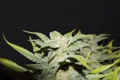 Bubble gum