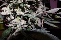 Sour D