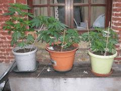 IMG 2373 001