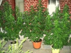 IMG 2658 001
