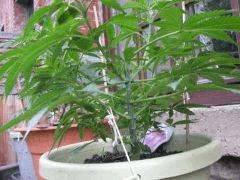 IMG 2360 001