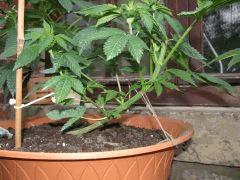 IMG 2368 001