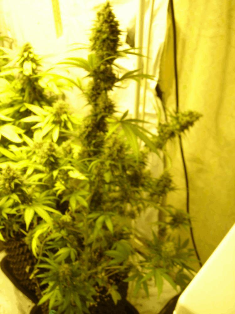 gallery_708557_3205_714708.jpg