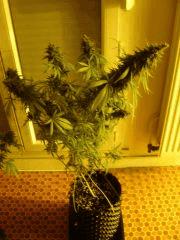 DeepCheese F+55