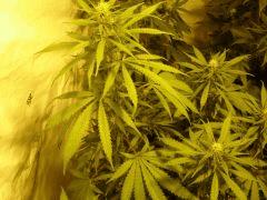 DeepCheese 27J de 12/12