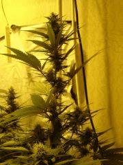 DeepCheese 12/12 +31 jours