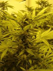 DeepCheese 27J de 12/12
