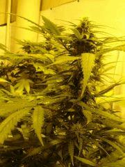 DeepCheese 12/12 +31 jours