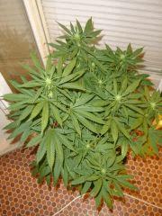 DeepCheese 12/12 +20j