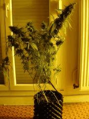 DeepCheese F+55
