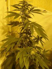 BlueCheese (dnf) 27J de 12/12